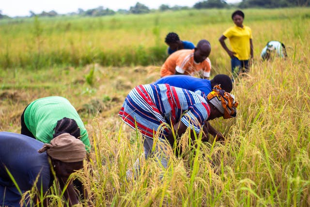 farming as a business in nigeria