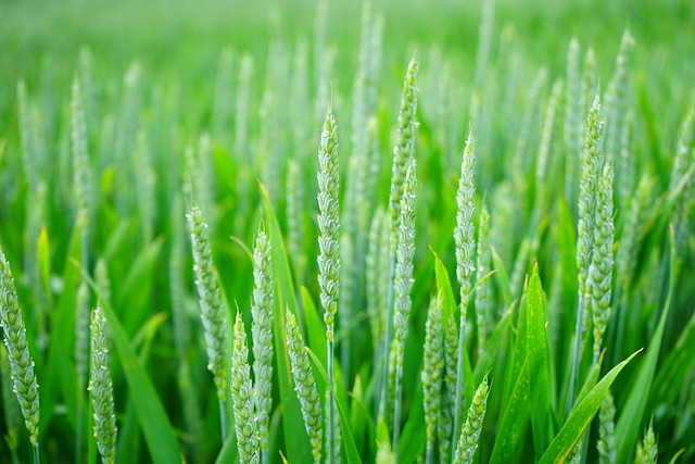 farming businesses