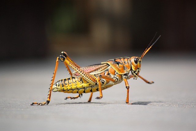 grasshopper business in nigeria image