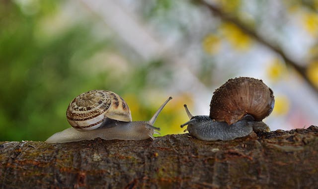 snail farming