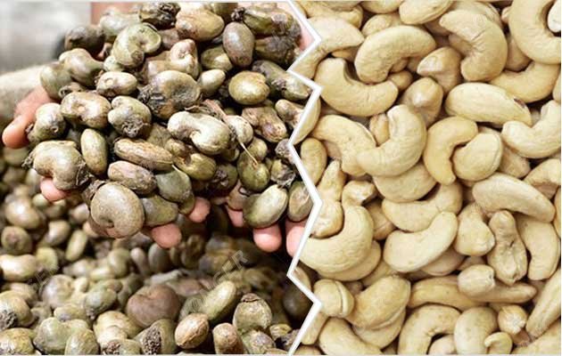 Raw Cashew Nut Business